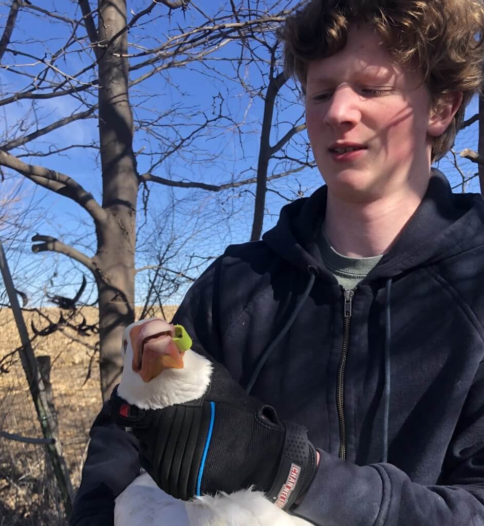 boy holding goose, plastic clip on his bill