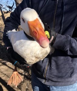 white goose with plastic clip on his bill