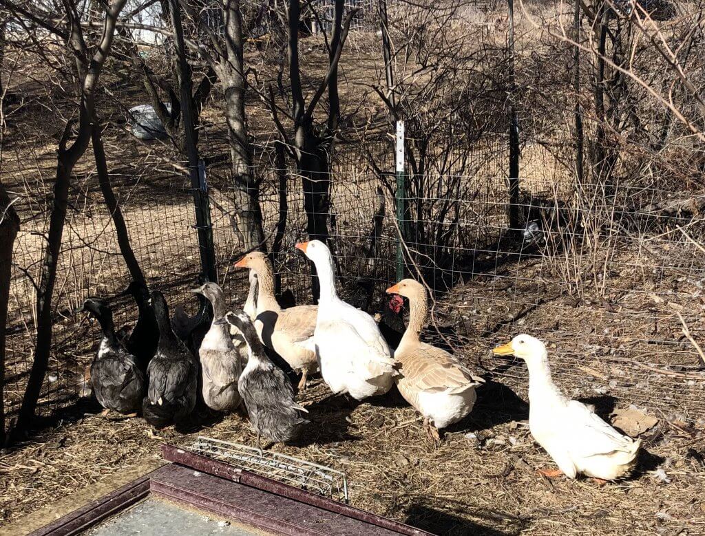 geese and ducks in corner of yard