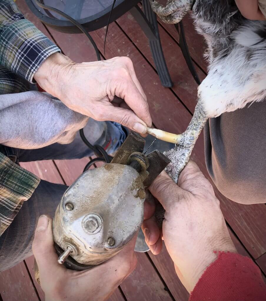 hands holding rooster's spur and foot, with small handsaw