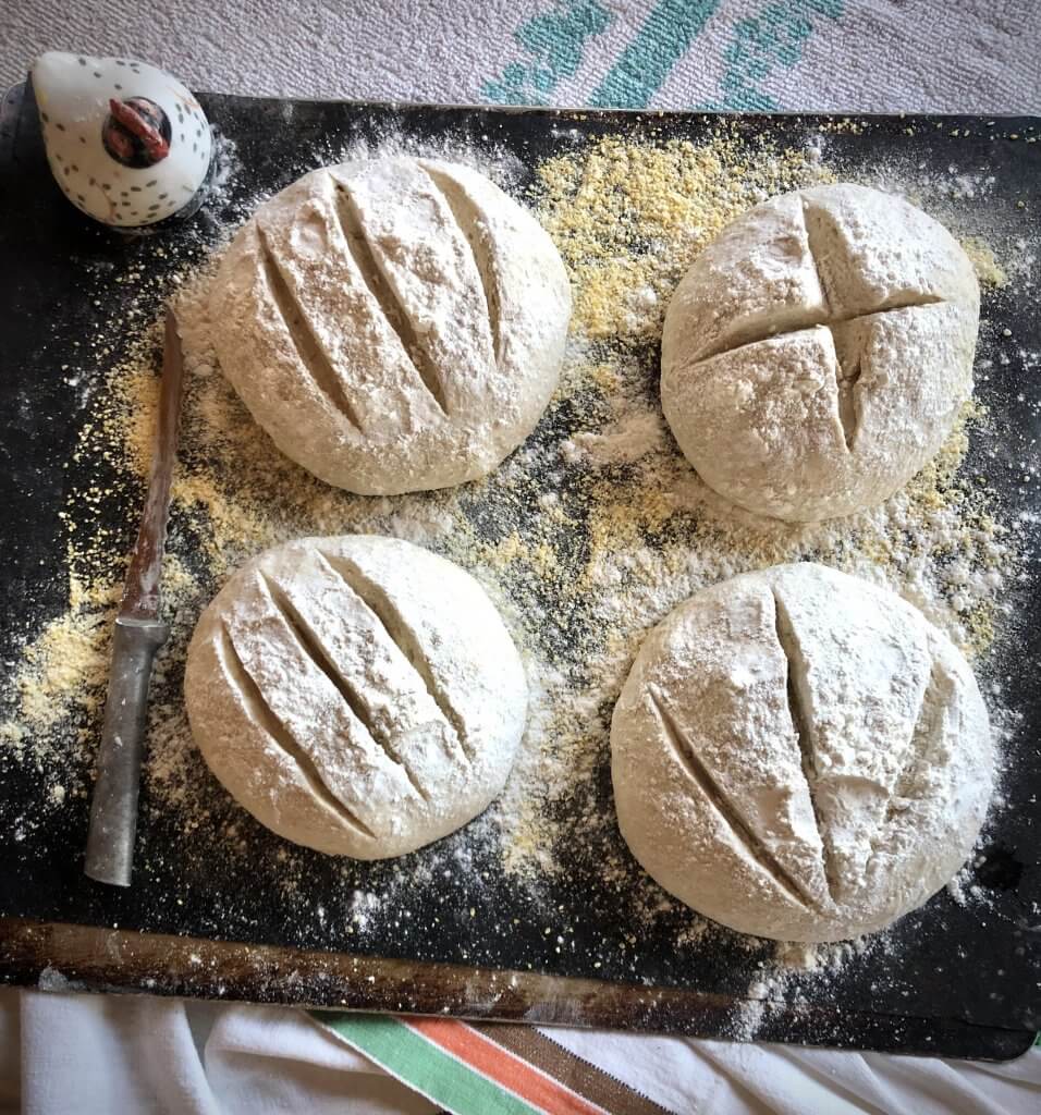four balls of bread dough, with flour and slashes