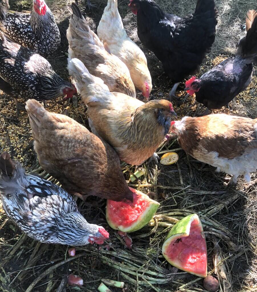 group of chickens eating 