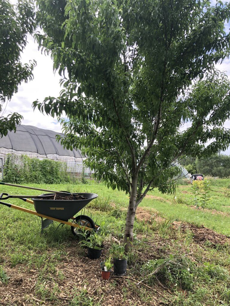 peach tree with potted plants underneath and a wheelbarrow