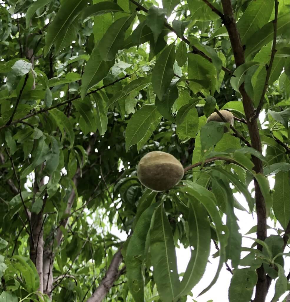 green leaves of peach tree with two immature peaches