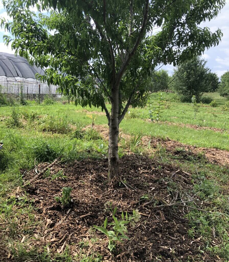 peach tree with plants planted around it