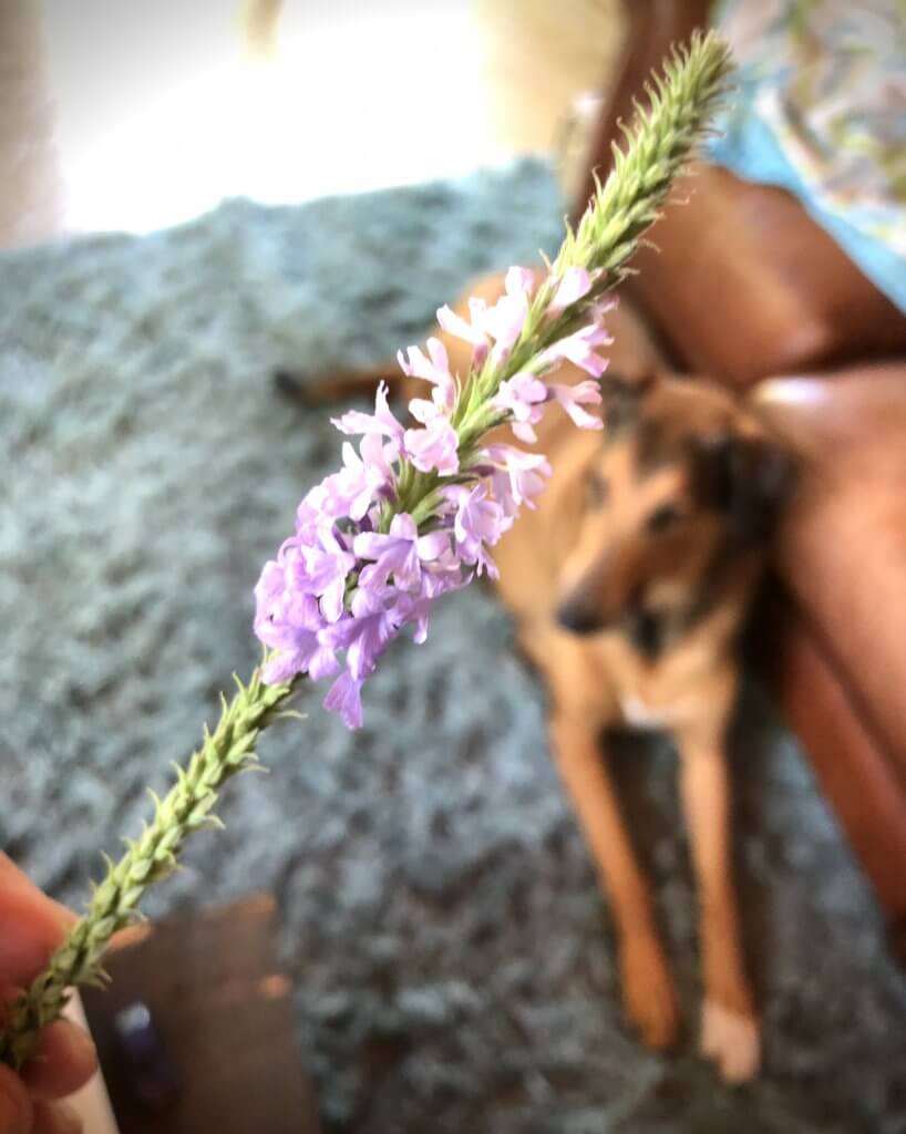 lemon vervain, with dog in background