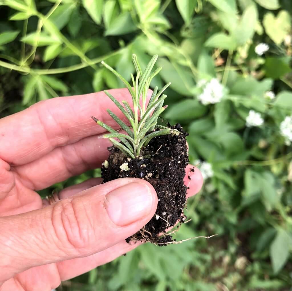 cutting of rosemary plant with roots