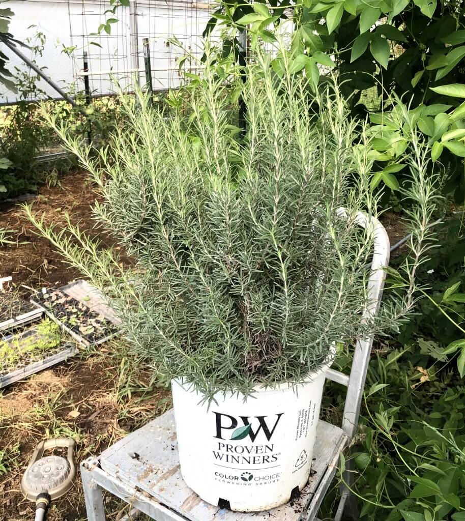 big rosemary plant in pot