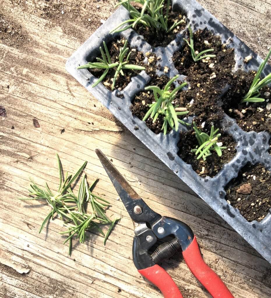 plug tray with rosemary cuttings and pruners