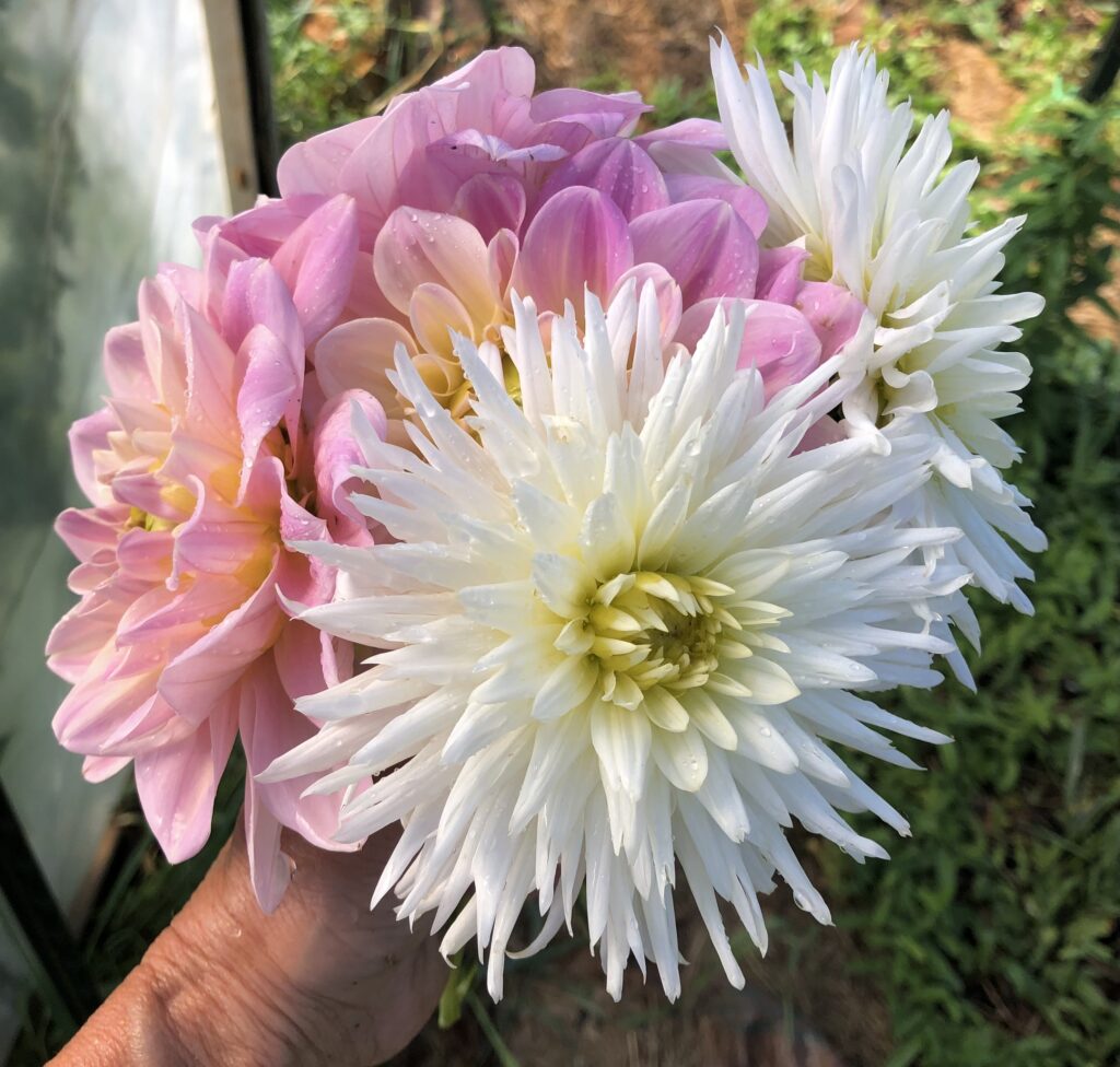 pink and white dahlias in hand