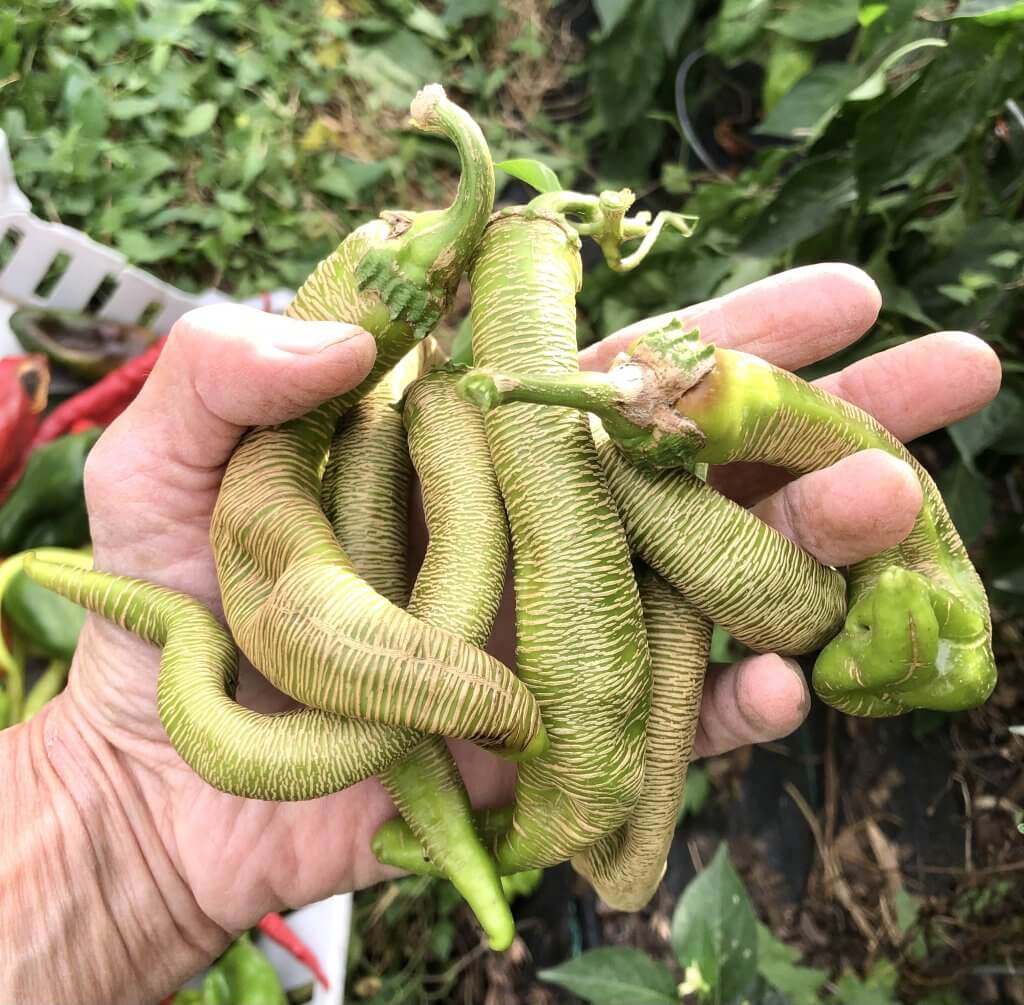 handful of Rezha Macedonia hot peppers