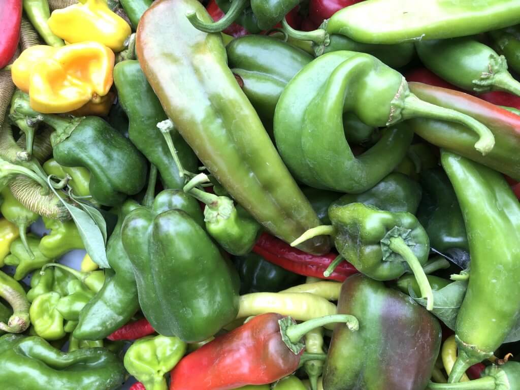 pile of peppers, all sizes and colors