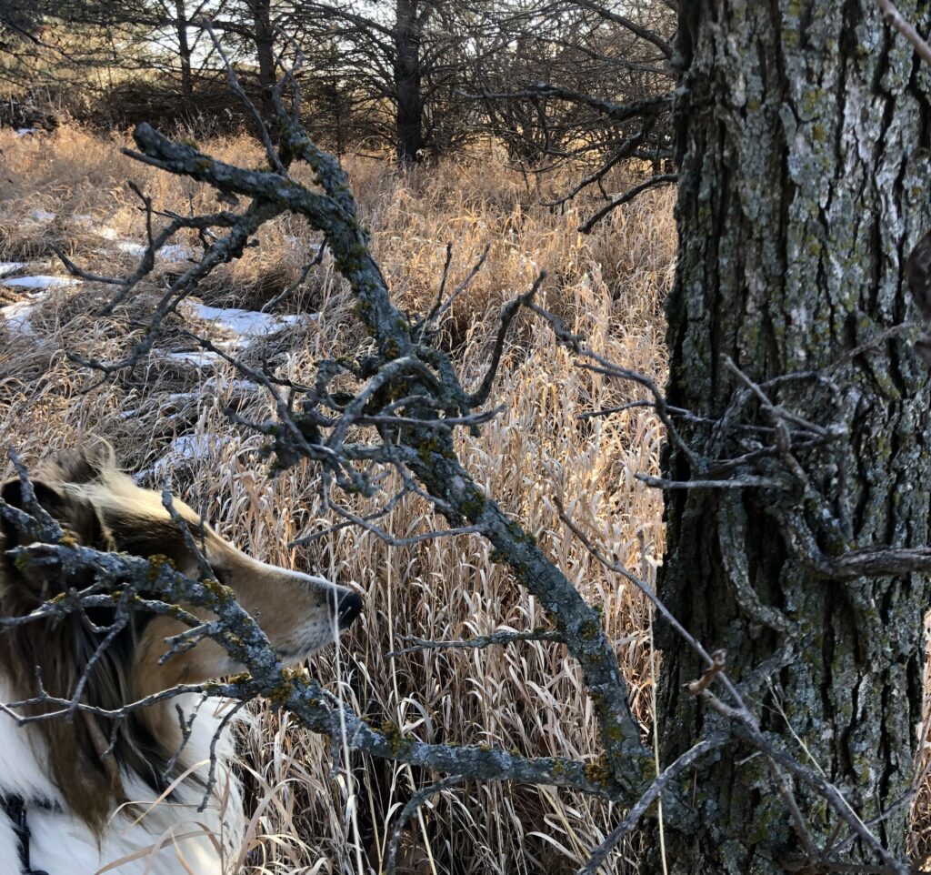 collie and oak tree