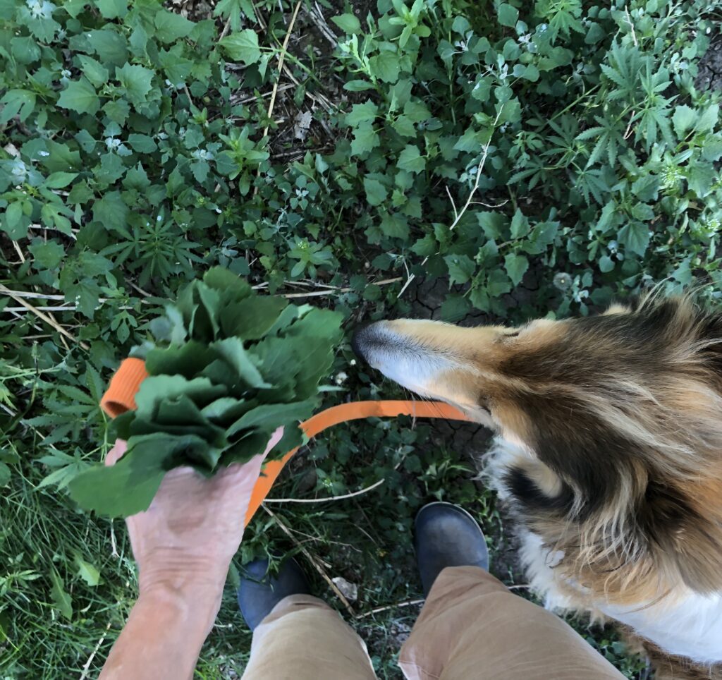 Handful of lambsquarters, with collie
