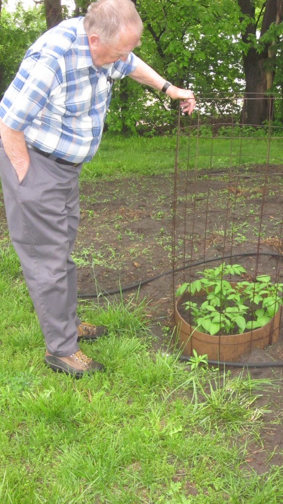 How to grow potatoes