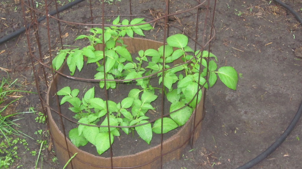 how to plant potatoes in a vertical manner