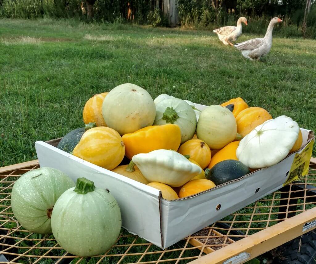 boxful of summer squashes, with two geese in the background