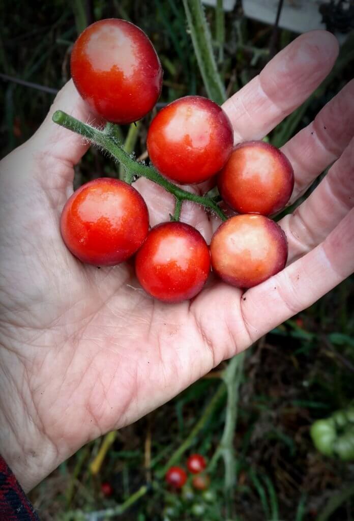 cherry tomatoes in my hand