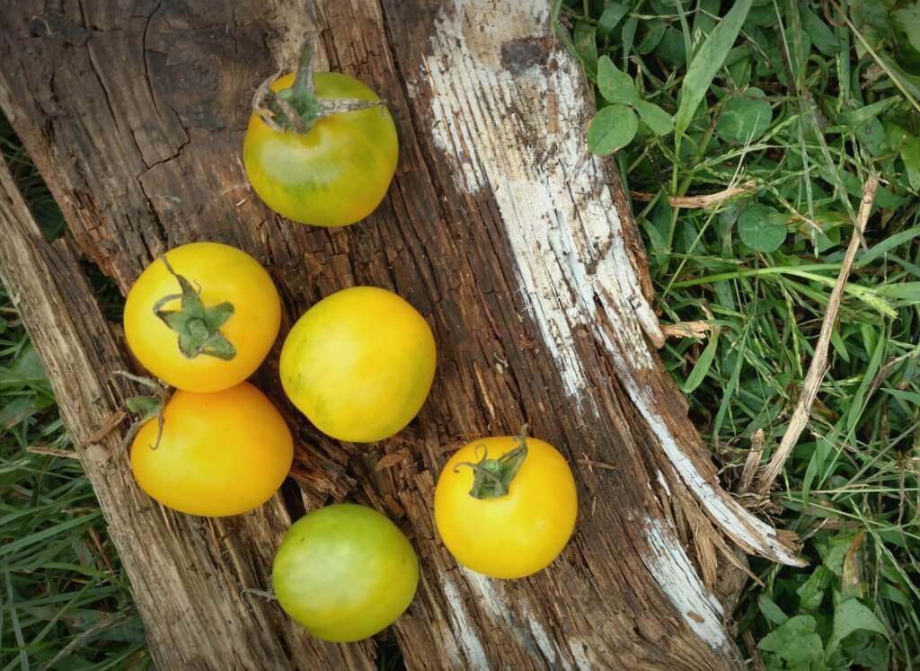 Green Gage tomatoes
