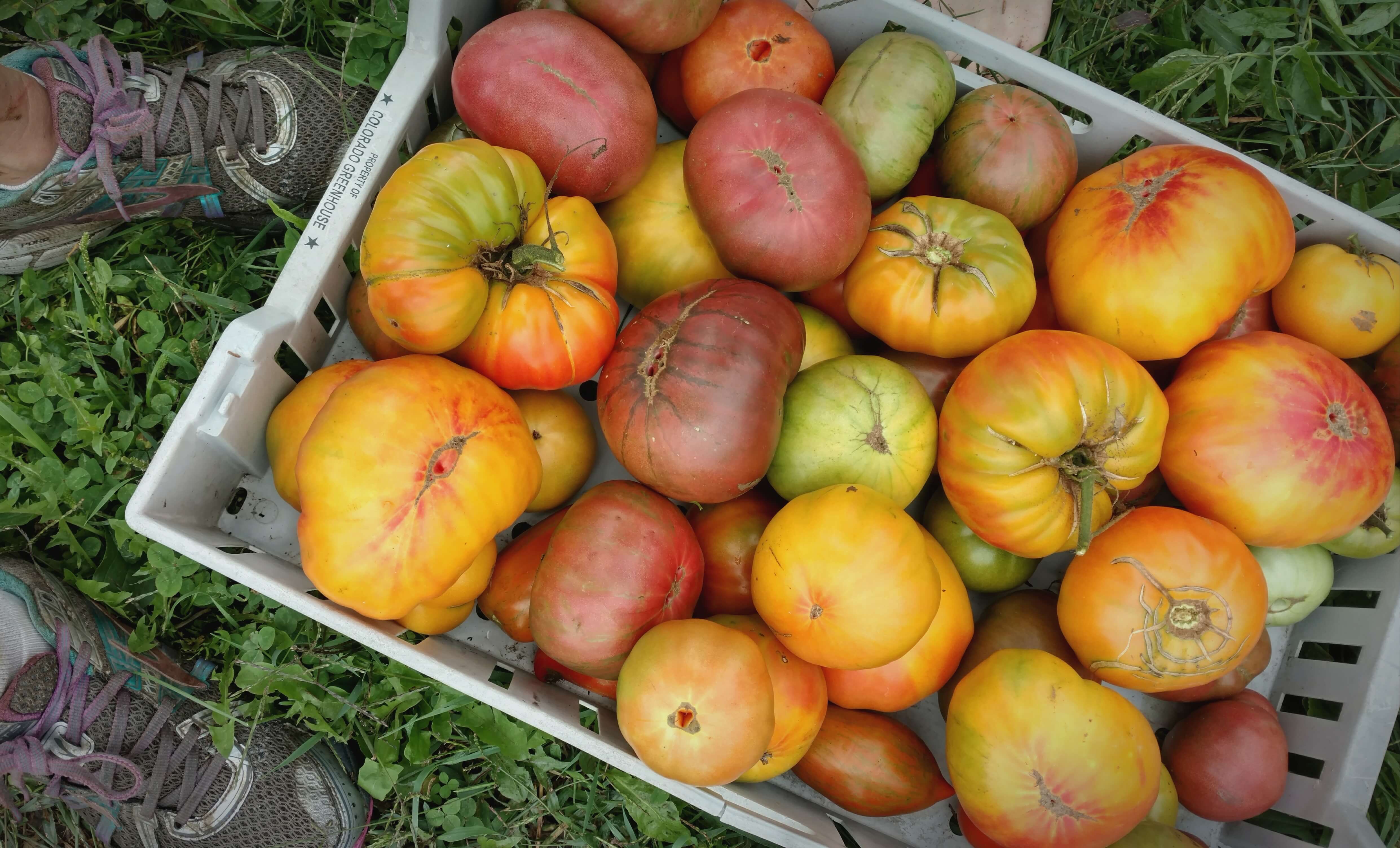 Tomato varieties that I'll grow again, cross my 'mater-pickin