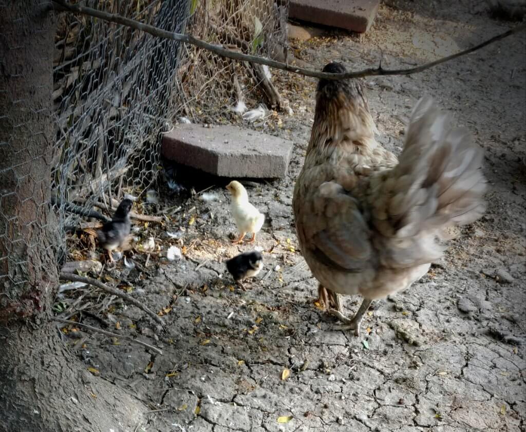 mama hen with 3 chicks