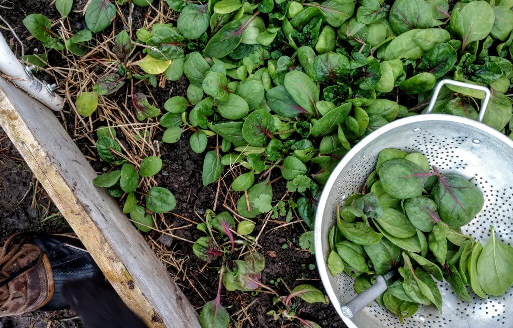 a garden bed full of baby spinach leaves