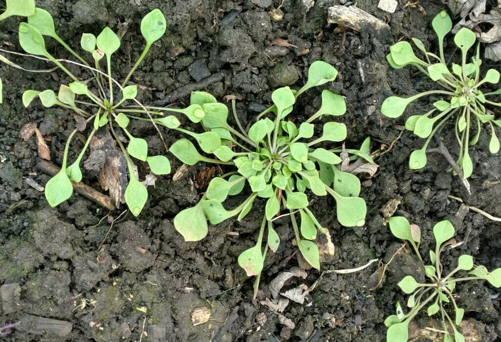 young claytonia plants