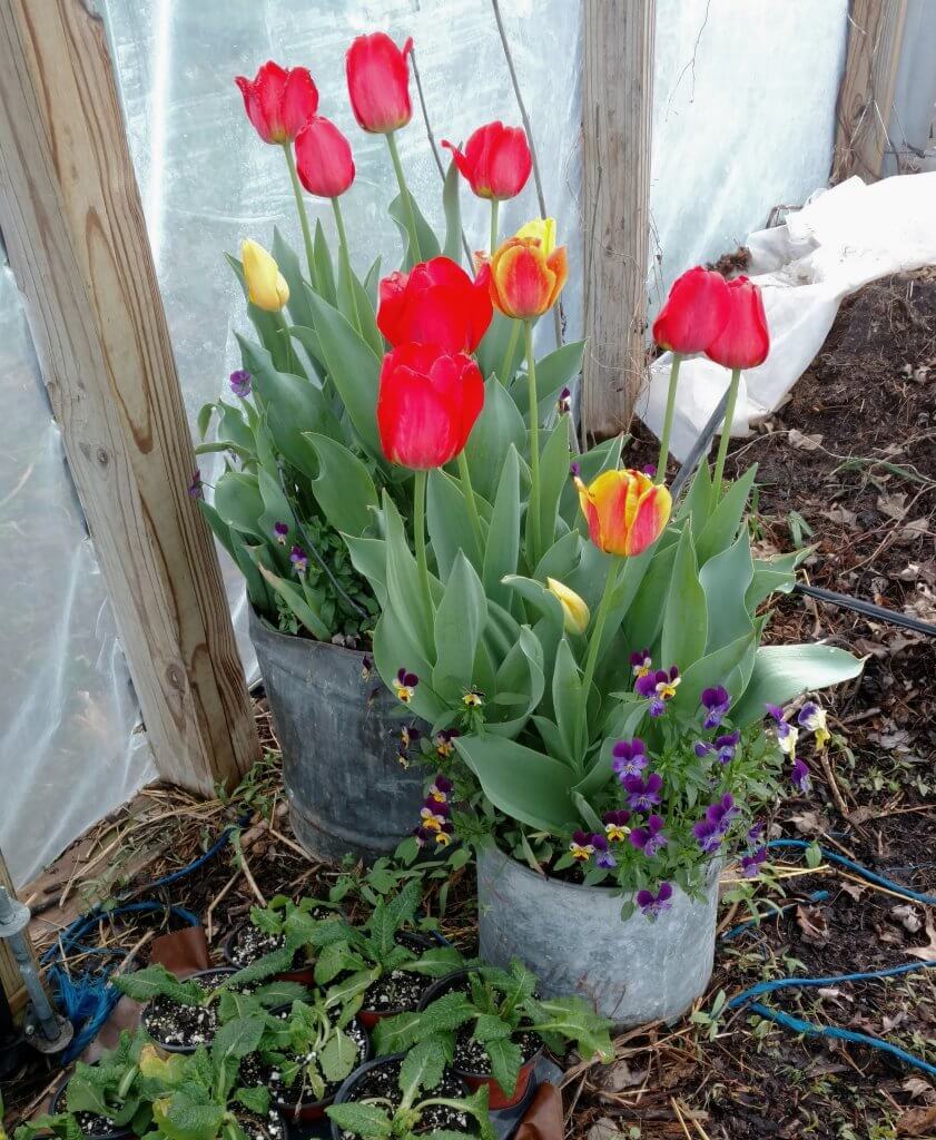 buckets of blooming tulips