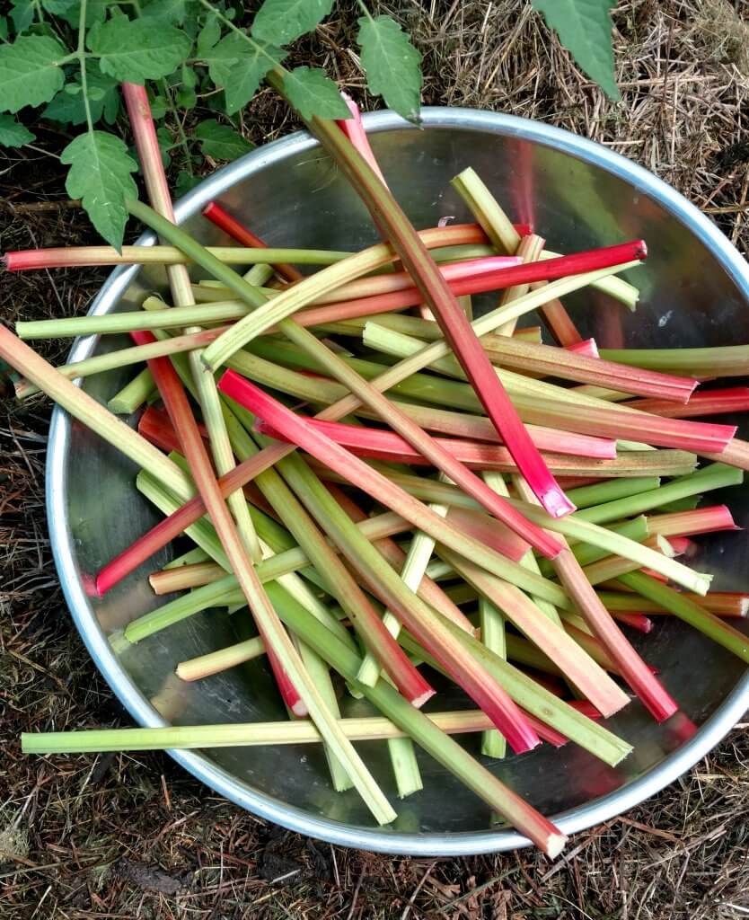 bowlful of rhubarb stalks