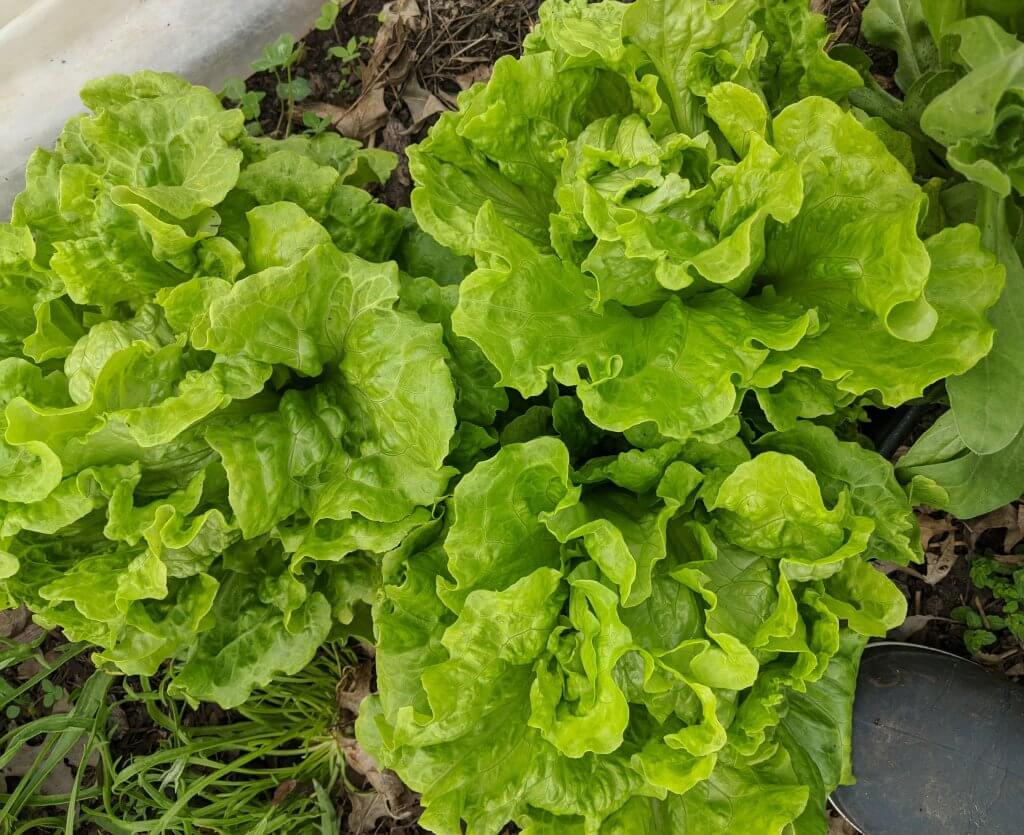 three big heads of leaf lettuce