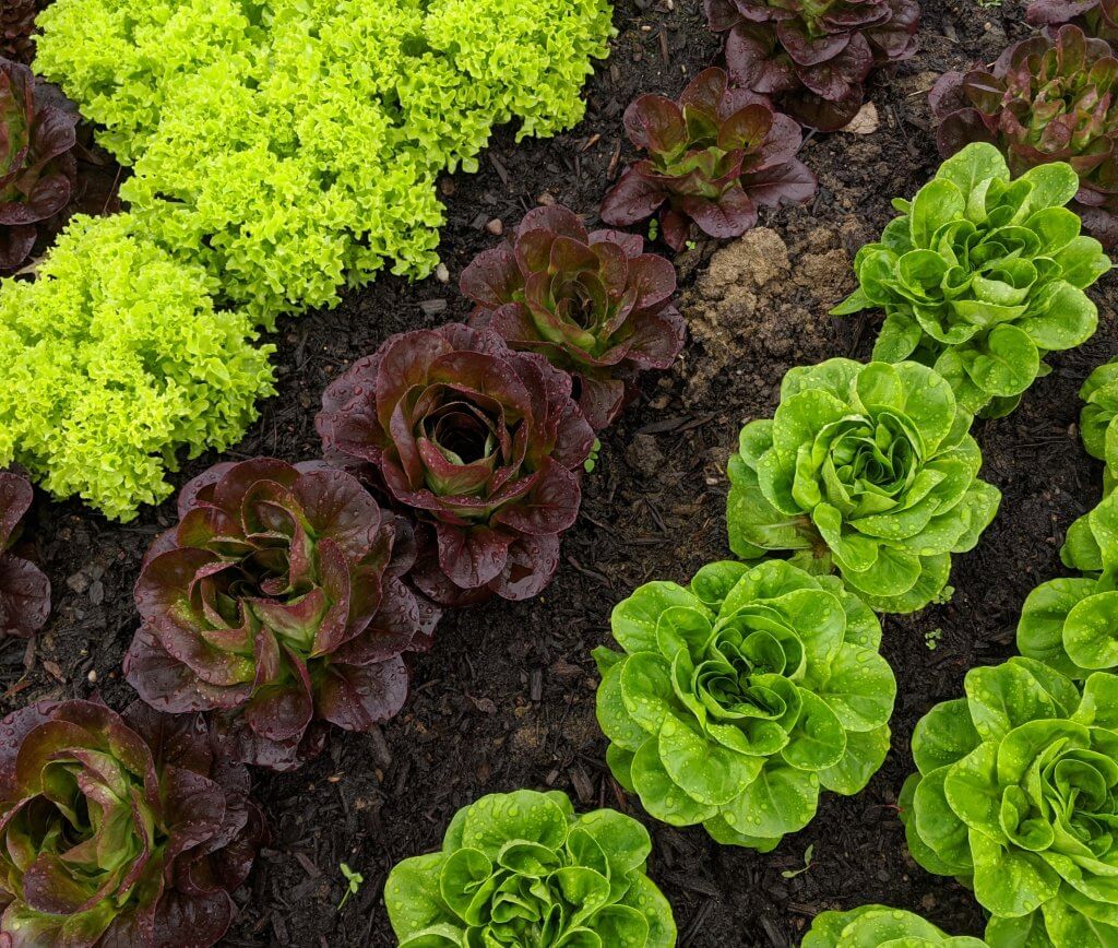 rows of colored lettuces