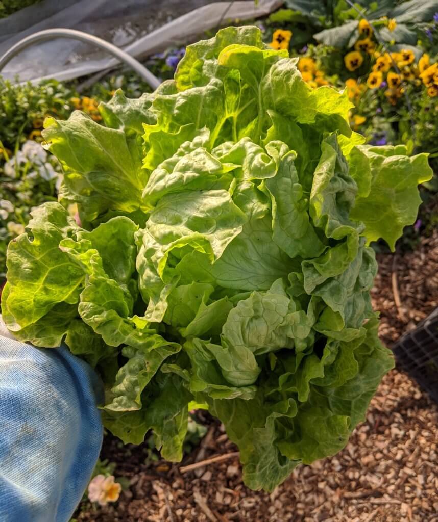 big head of green leafy lettuce in hand