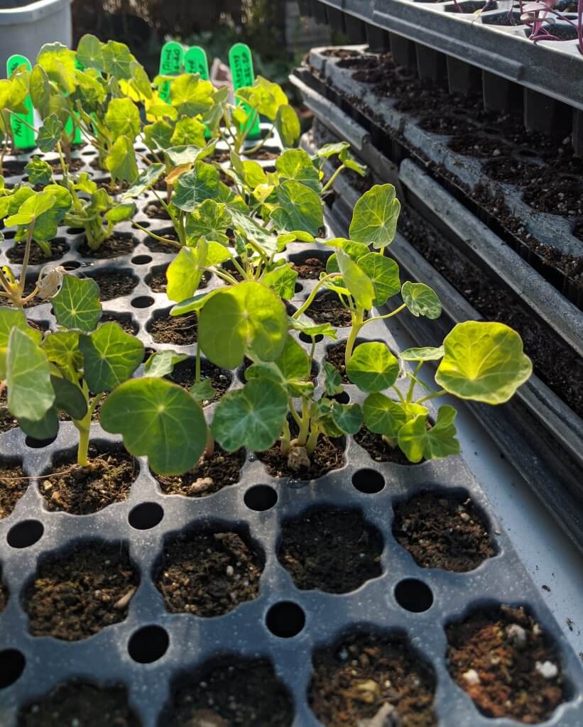 plug tray with nasturtium seedlings