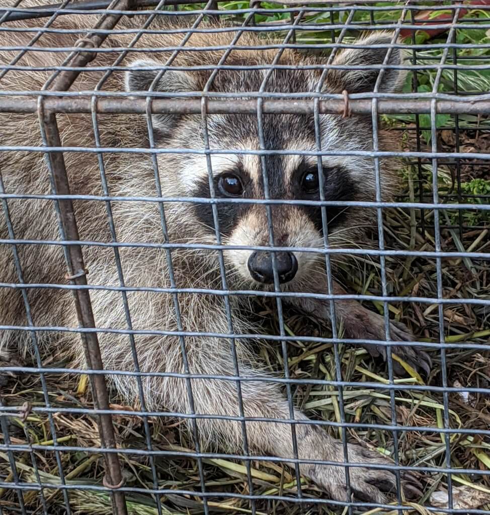 raccoon in a trap: close-up