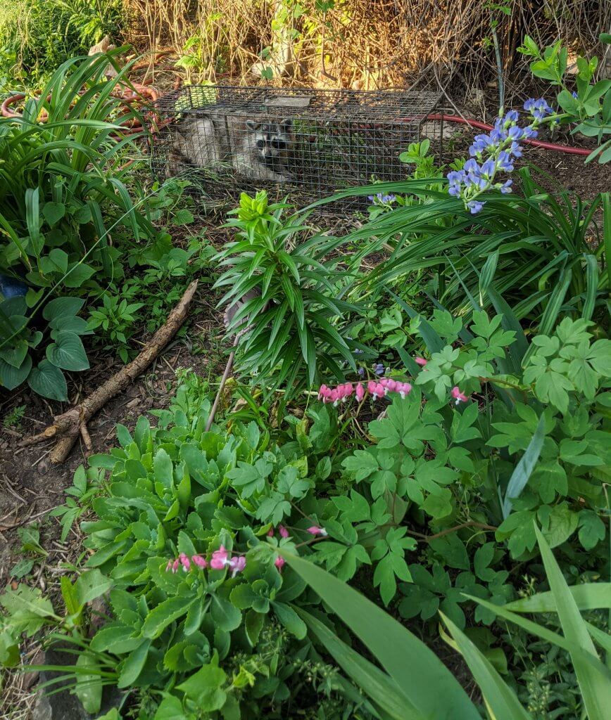 raccoon in trap, flower garden