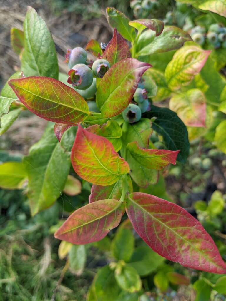 reddish blueberry leaves with berries on bush
