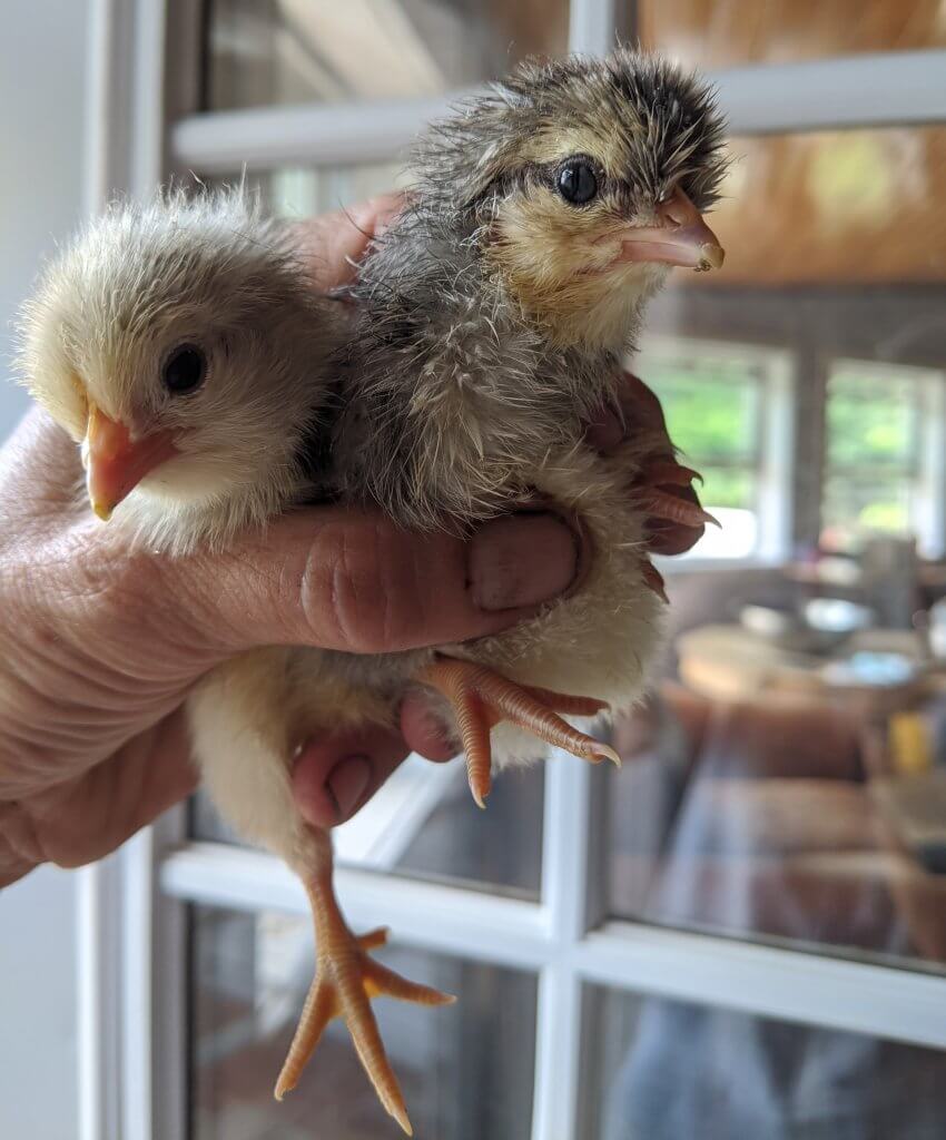 handful of baby chicks