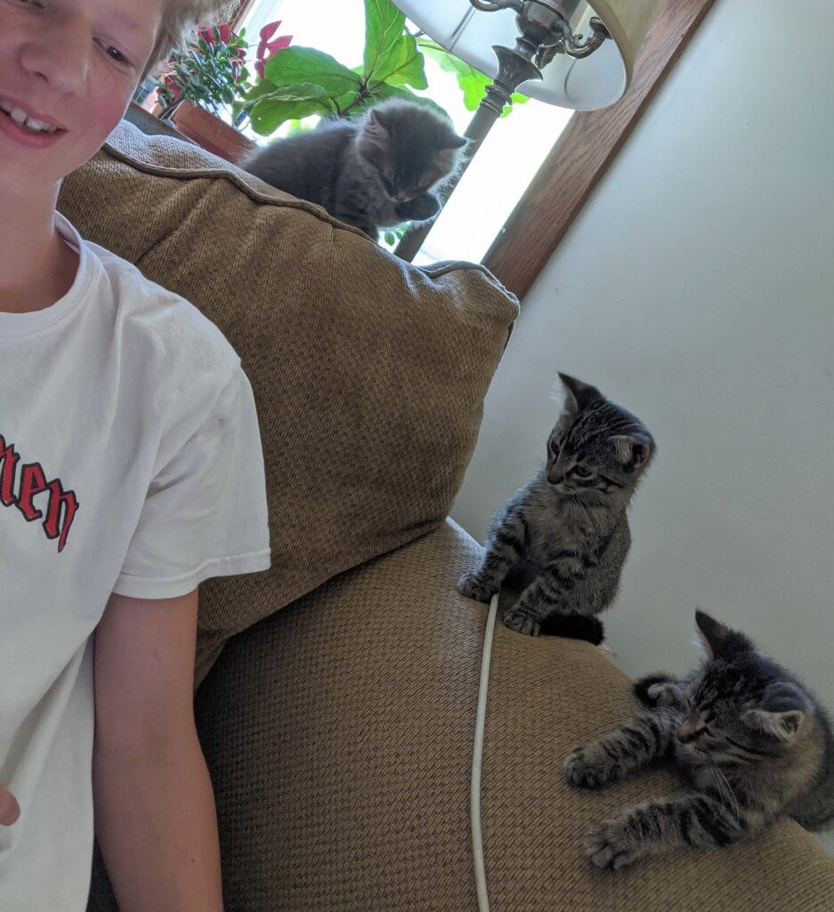 boy with 3 kittens