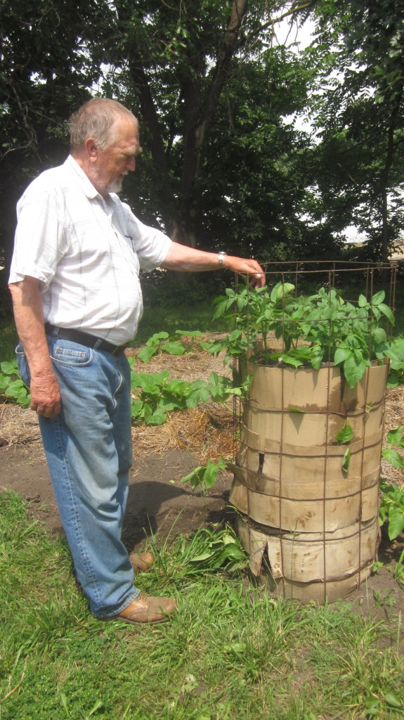 Here's Dad with his potato tower. The potato plants, at this point, had not quite reached the top of the tower.