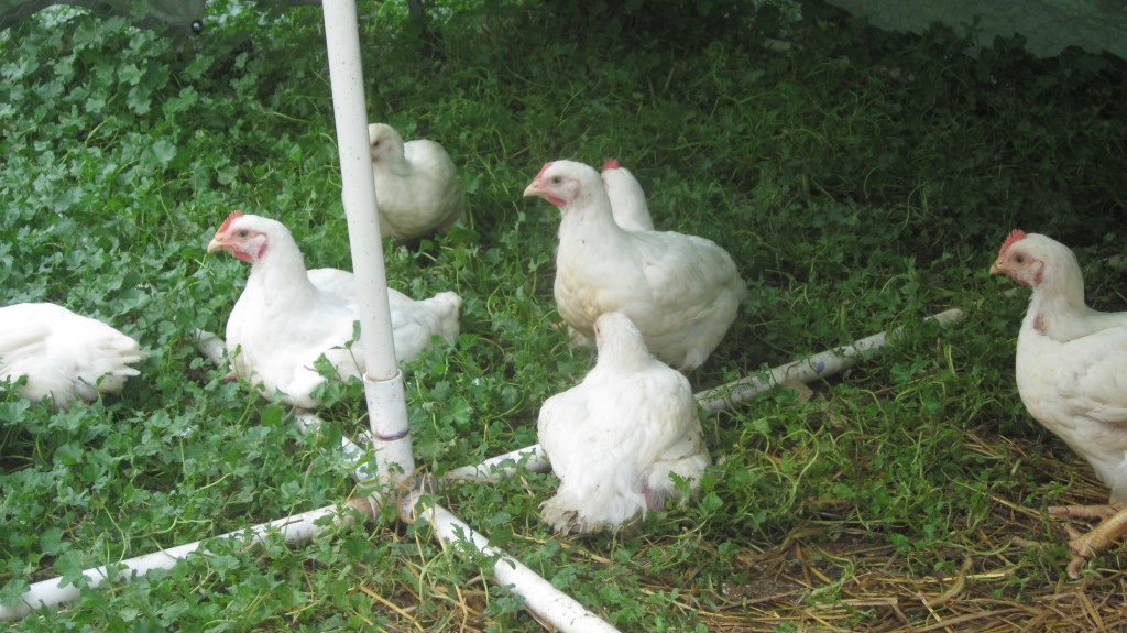 My Cornish Cross chickens:  all-white, all-unwitting