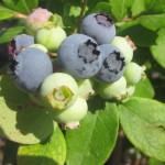 How to grow blueberries even when they don’t like your soil
