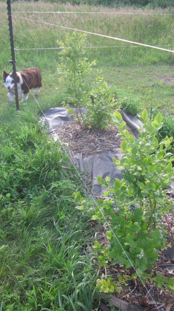 Here you can see the fishing line protecting my blueberry bushes. Also, Bea, patrolling the perimeter.