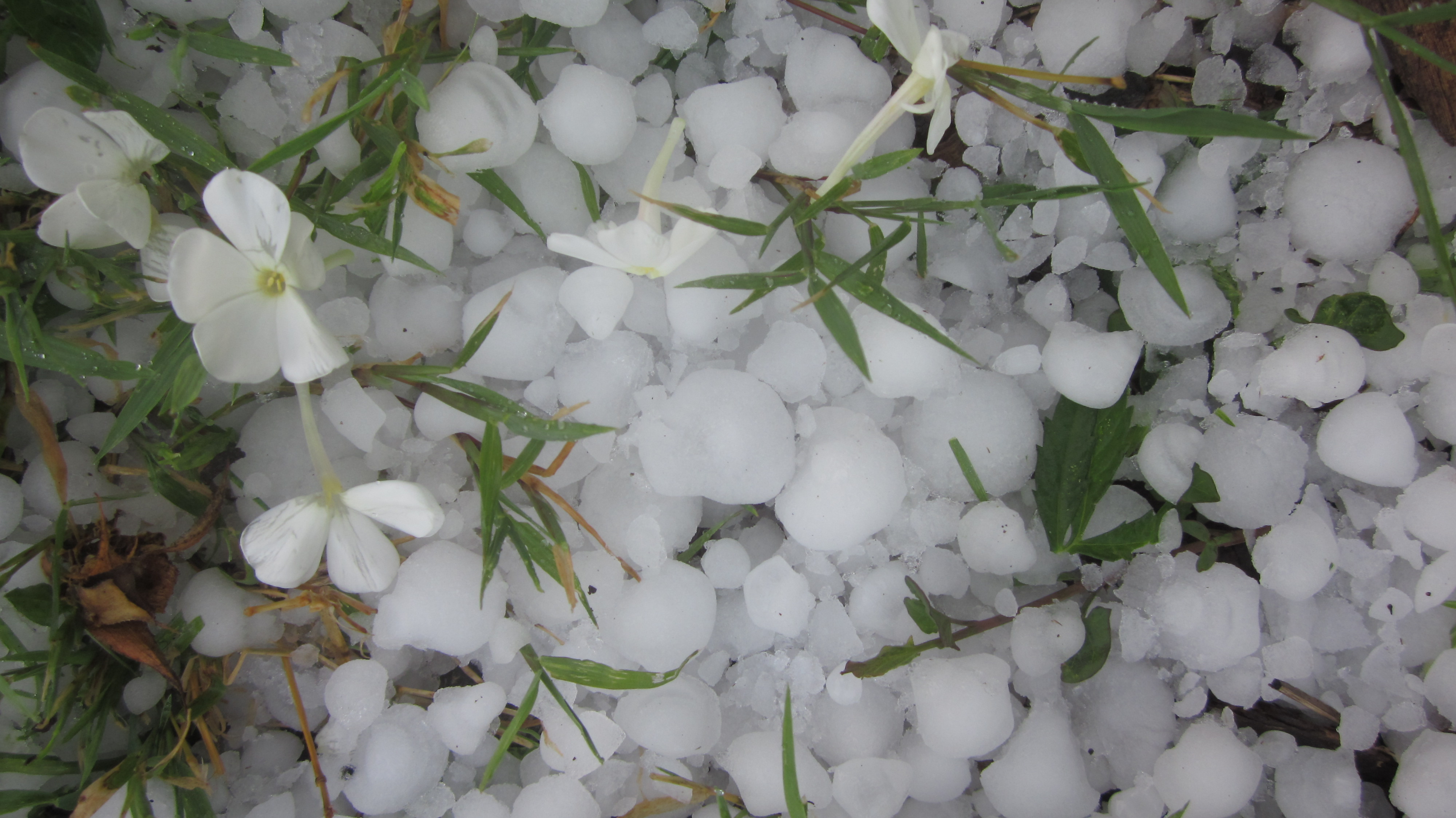 You win some, you lose some:  an afternoon hailstorm