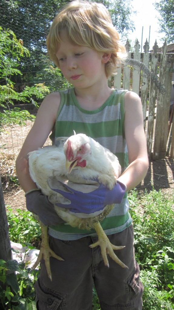 Little Mack didn't want to hold this chicken. He insisted on gloves because "She doesn't have any feathers on her bottom, Mom."