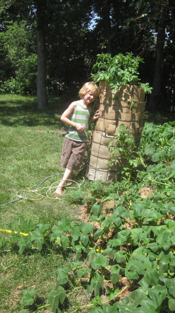 How to plant a potato tower