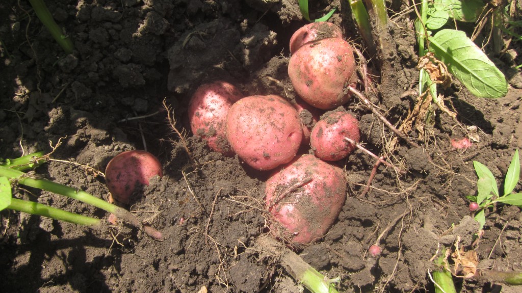 How to plant potatoes in a tower