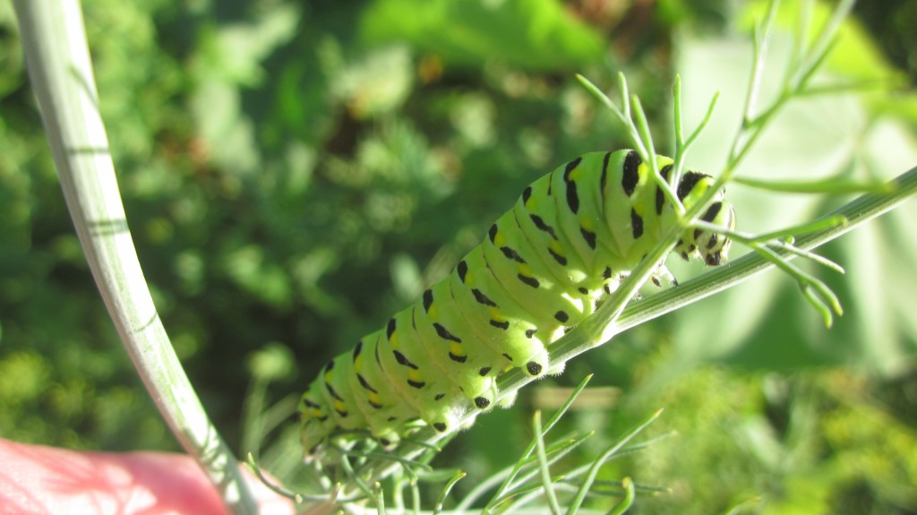 I'm all for encouraging butterfly populations! Here's the Black Swallowtail caterpillar, now happily munching on my dill, with my blessing.