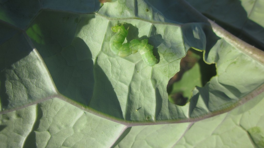 You certainly can see the large hole that this cabbage moth caterpillar has eaten in this kale leaf. The caterpillar itself is harder to spot---see it?
