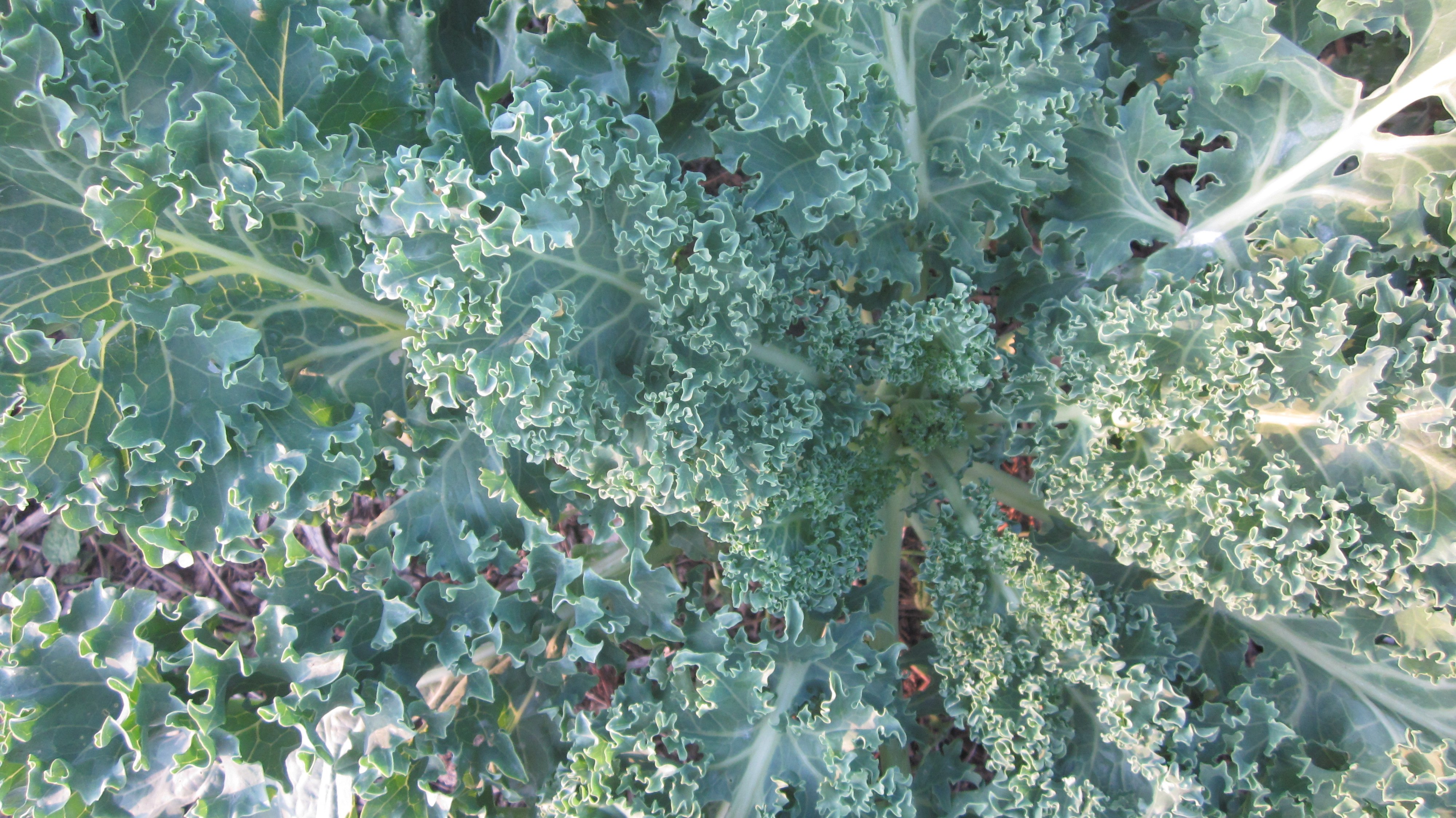 KALE–what’s the big deal, anyway?