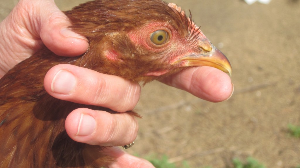 laying hens: eggs or no?